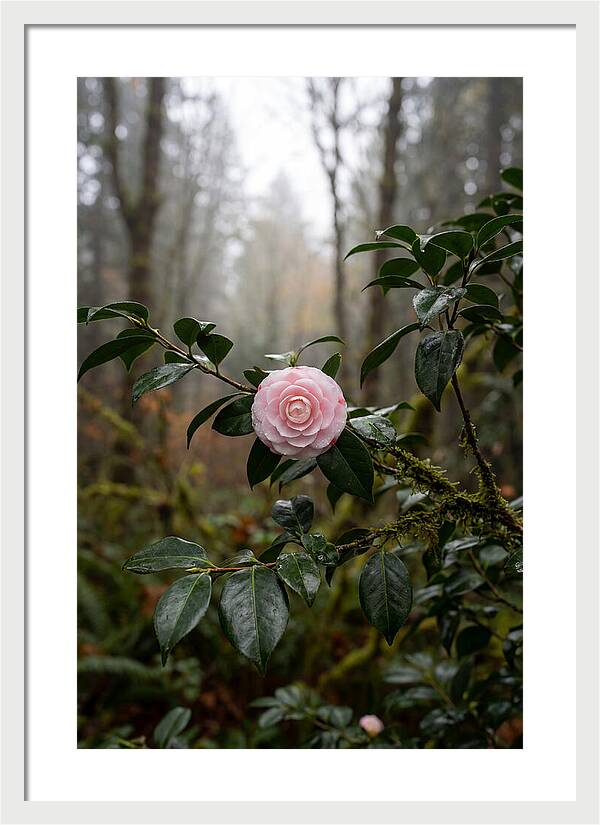 Camellia Blossom In Misty Forest