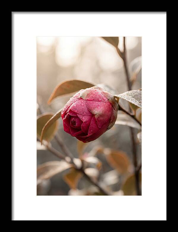 Camellia Bud Swollen With Color