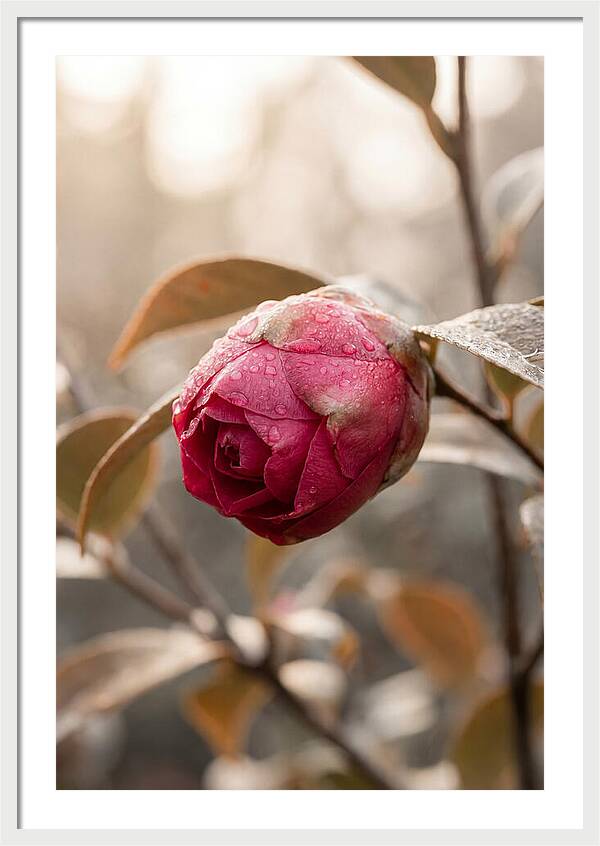 Camellia Bud Swollen With Color