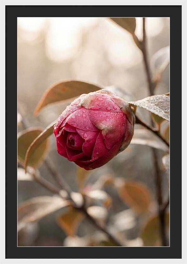 Camellia Bud Swollen With Color