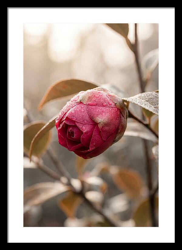 Camellia Bud Swollen With Color