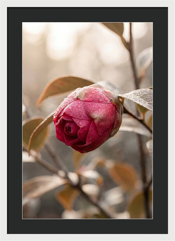 Camellia Bud Swollen With Color