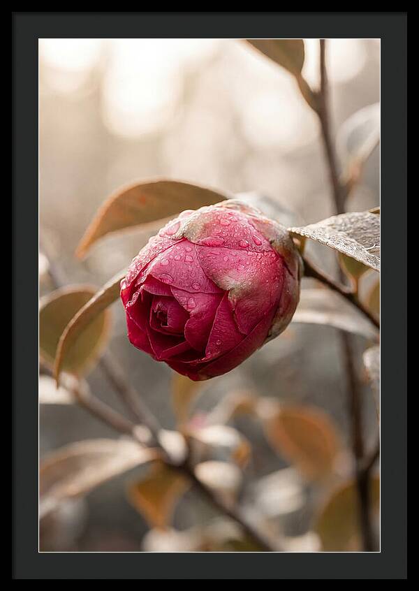 Camellia Bud Swollen With Color