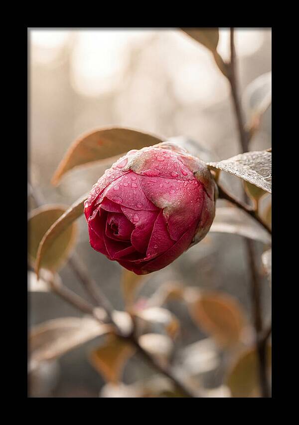 Camellia Bud Swollen With Color
