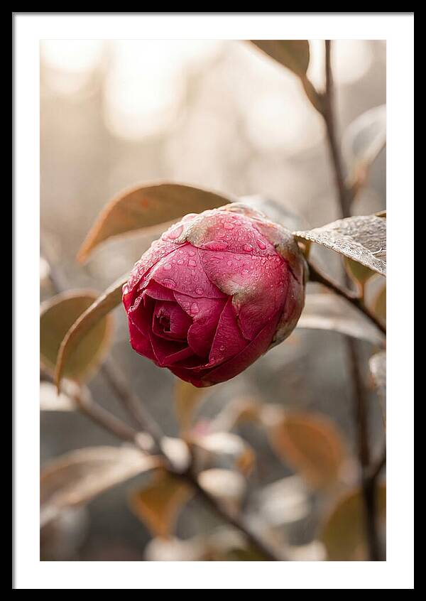 Camellia Bud Swollen With Color