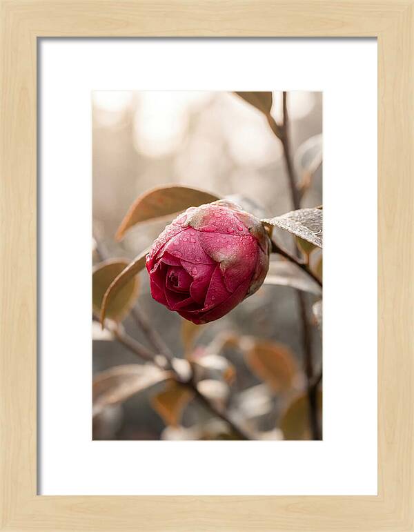 Camellia Bud Swollen With Color