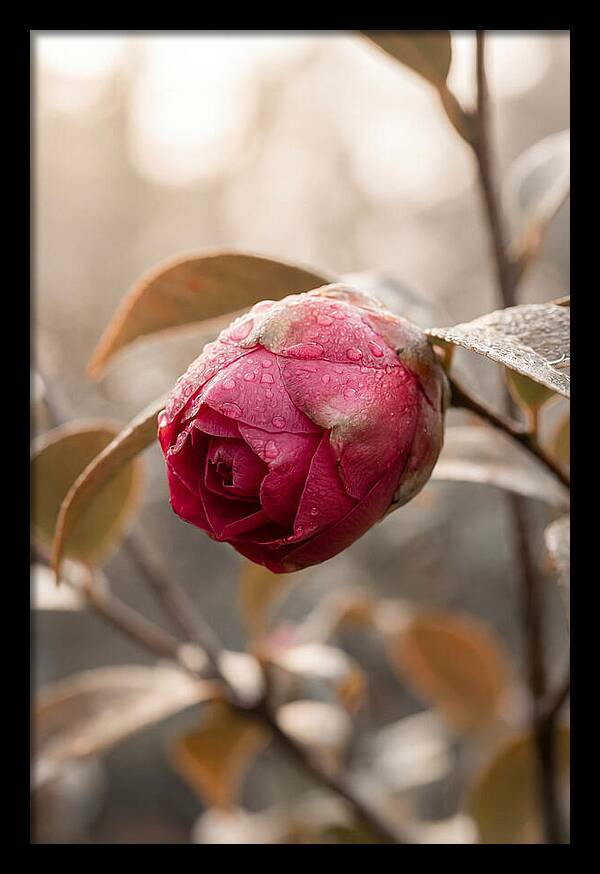 Camellia Bud Swollen With Color