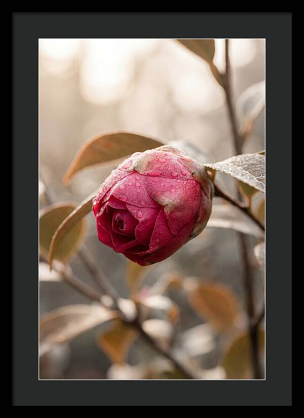 Camellia Bud Swollen With Color