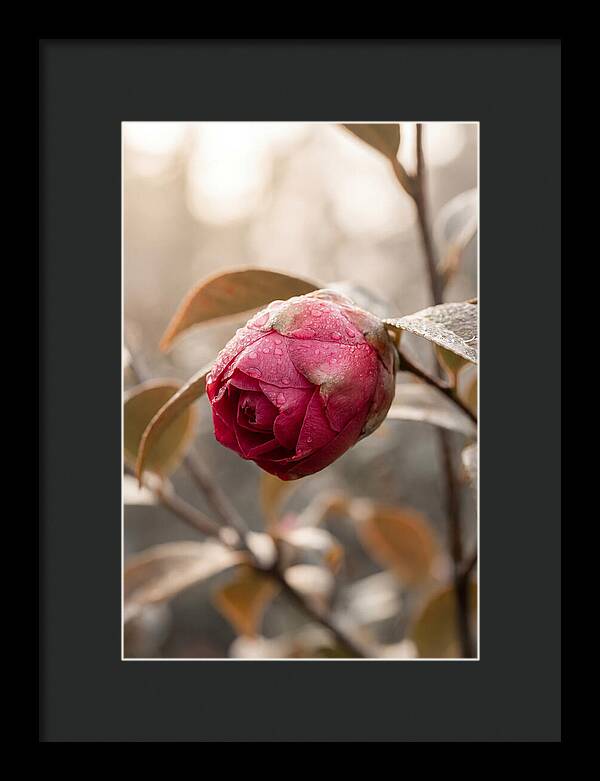 Camellia Bud Swollen With Color