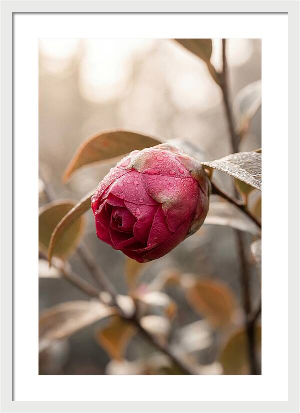 Camellia Bud Swollen With Color