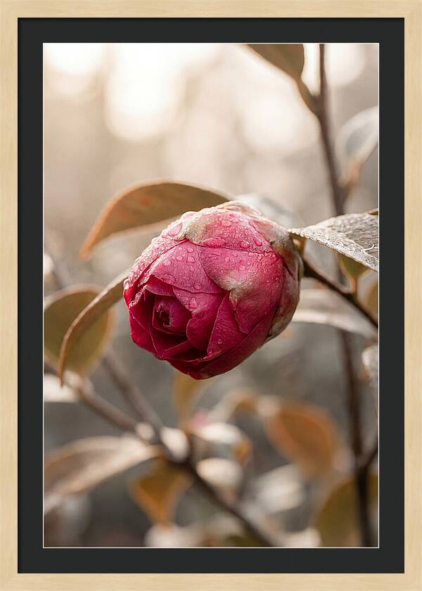 Camellia Bud Swollen With Color