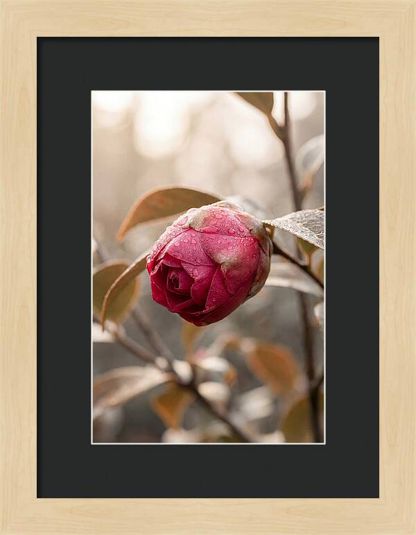 Camellia Bud Swollen With Color