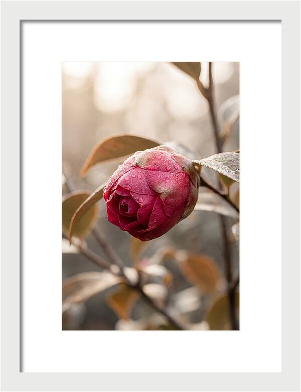 Camellia Bud Swollen With Color