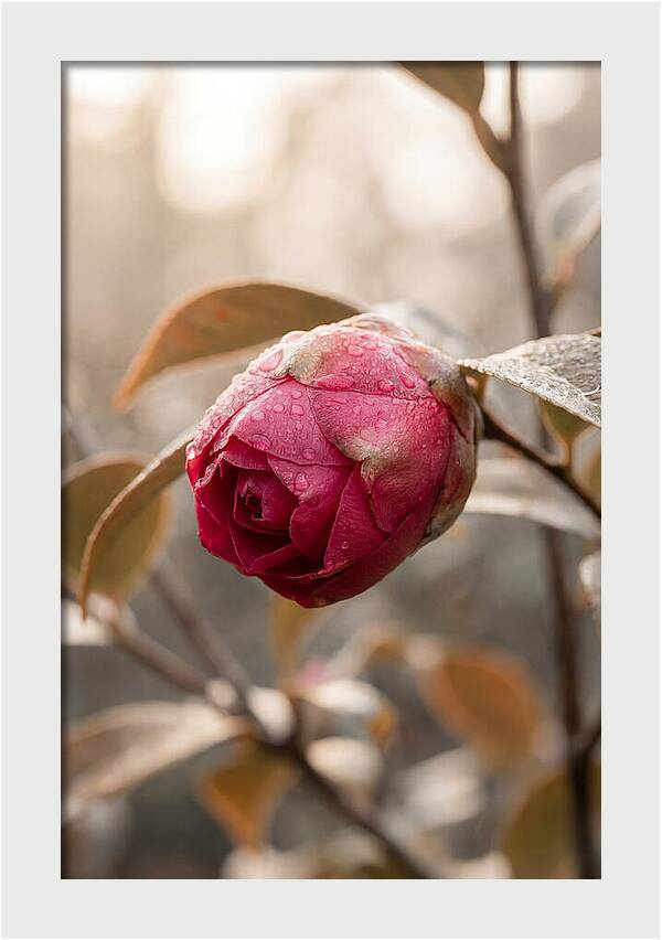 Camellia Bud Swollen With Color