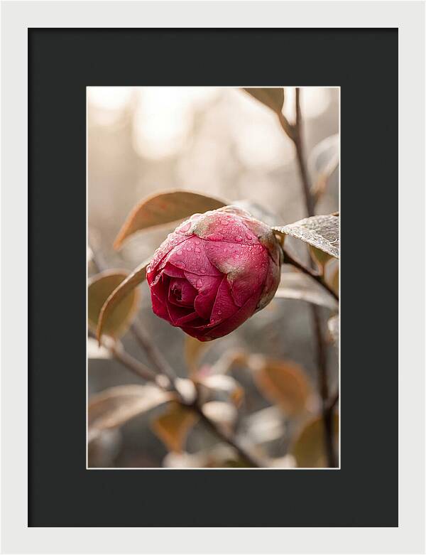 Camellia Bud Swollen With Color