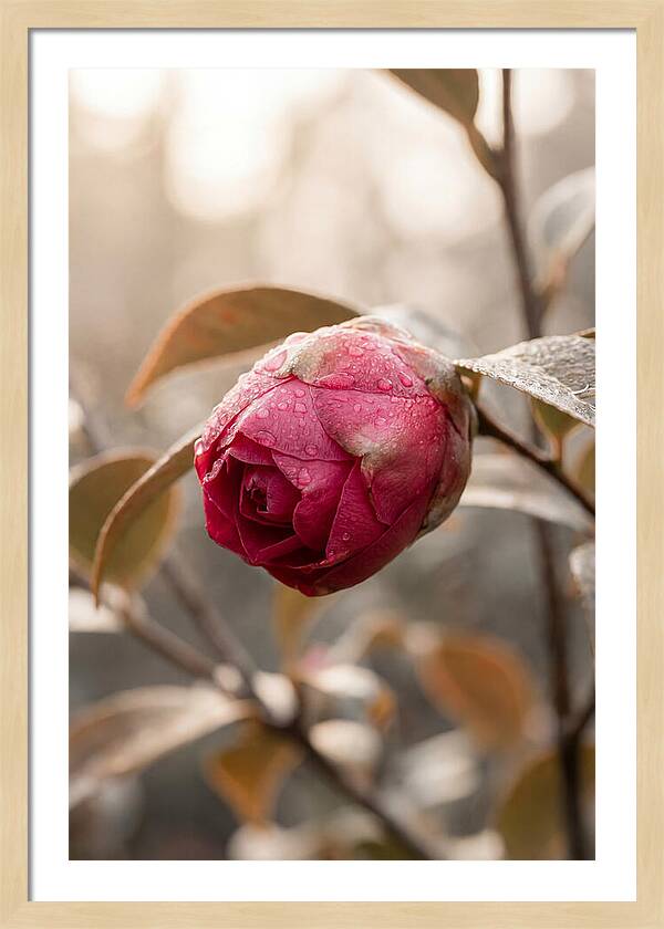 Camellia Bud Swollen With Color