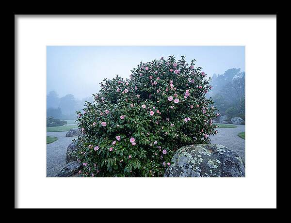 Camellia Bush In Misty Garden