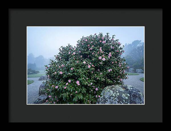 Camellia Bush In Misty Garden