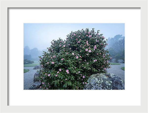 Camellia Bush In Misty Garden