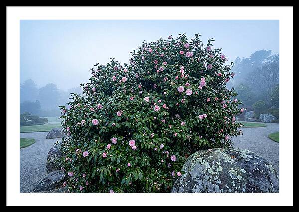 Camellia Bush In Misty Garden