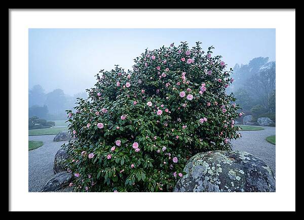 Camellia Bush In Misty Garden