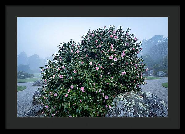 Camellia Bush In Misty Garden