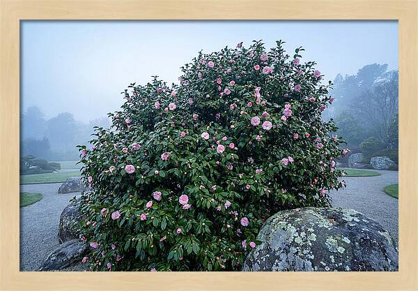 Camellia Bush In Misty Garden