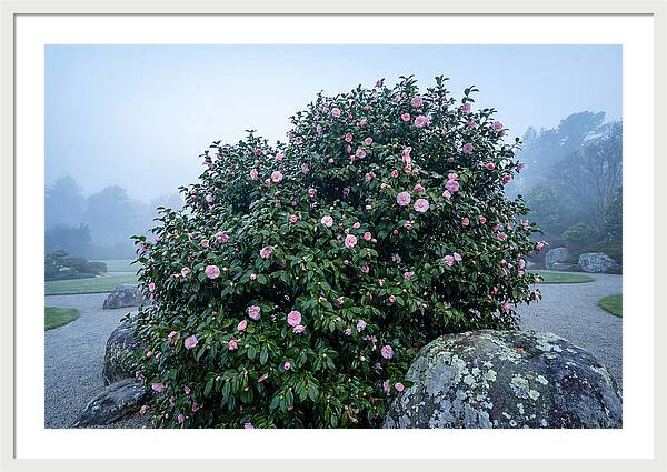 Camellia Bush In Misty Garden