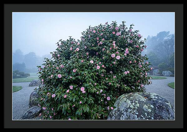 Camellia Bush In Misty Garden
