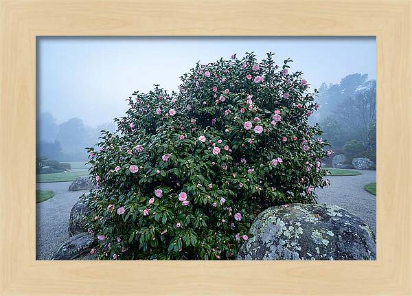 Camellia Bush In Misty Garden