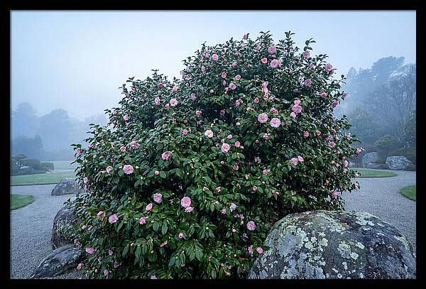 Camellia Bush In Misty Garden