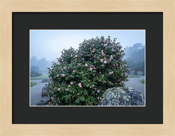 Camellia Bush In Misty Garden