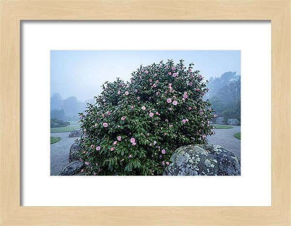 Camellia Bush In Misty Garden