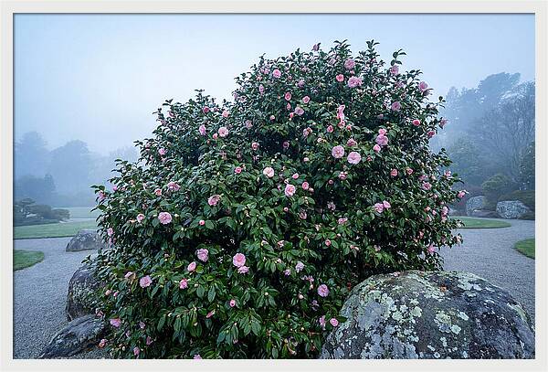 Camellia Bush In Misty Garden