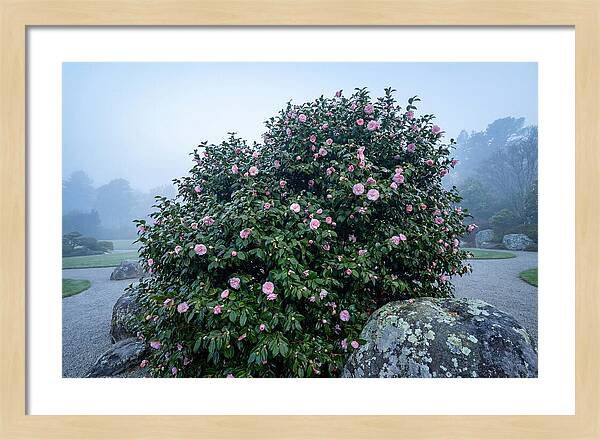 Camellia Bush In Misty Garden