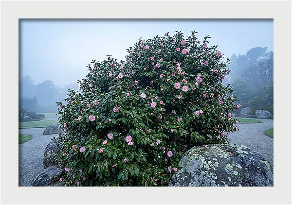 Camellia Bush In Misty Garden