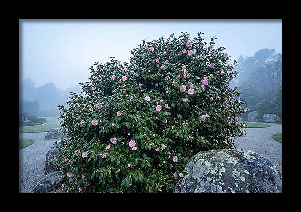 Camellia Bush In Misty Garden