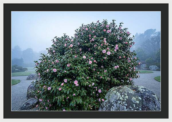 Camellia Bush In Misty Garden