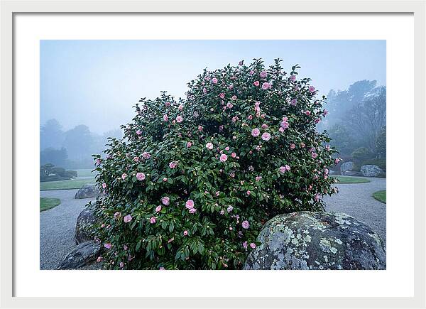 Camellia Bush In Misty Garden