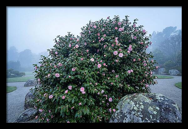 Camellia Bush In Misty Garden