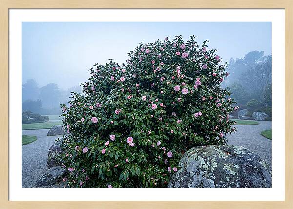 Camellia Bush In Misty Garden