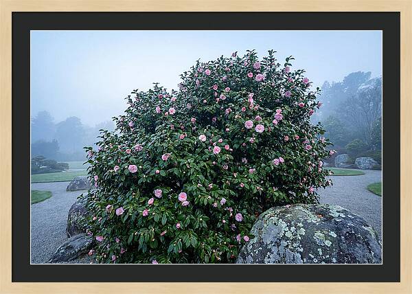 Camellia Bush In Misty Garden