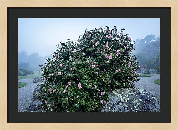 Camellia Bush In Misty Garden