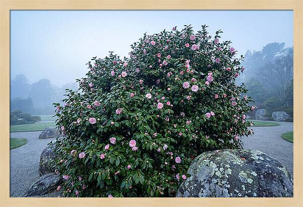 Camellia Bush In Misty Garden