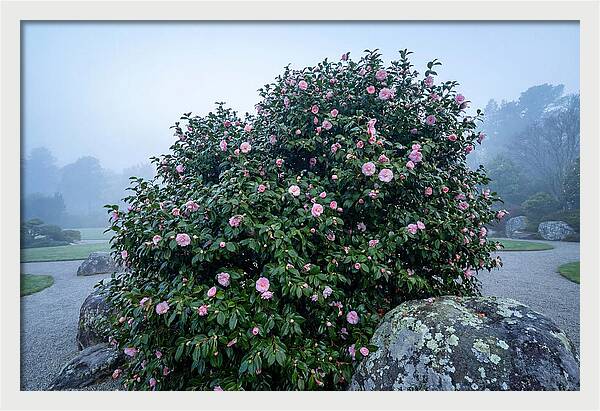 Camellia Bush In Misty Garden