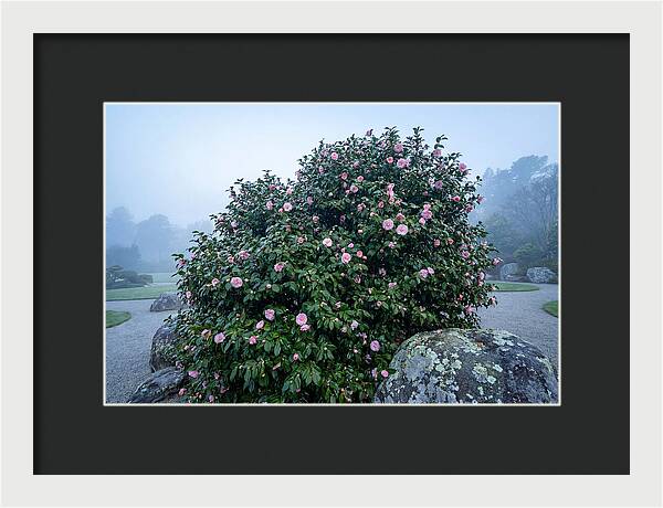 Camellia Bush In Misty Garden