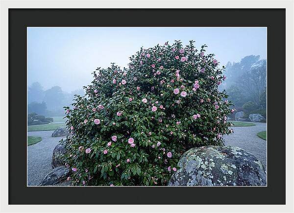 Camellia Bush In Misty Garden