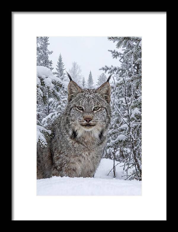 Canada Lynx In The Snow