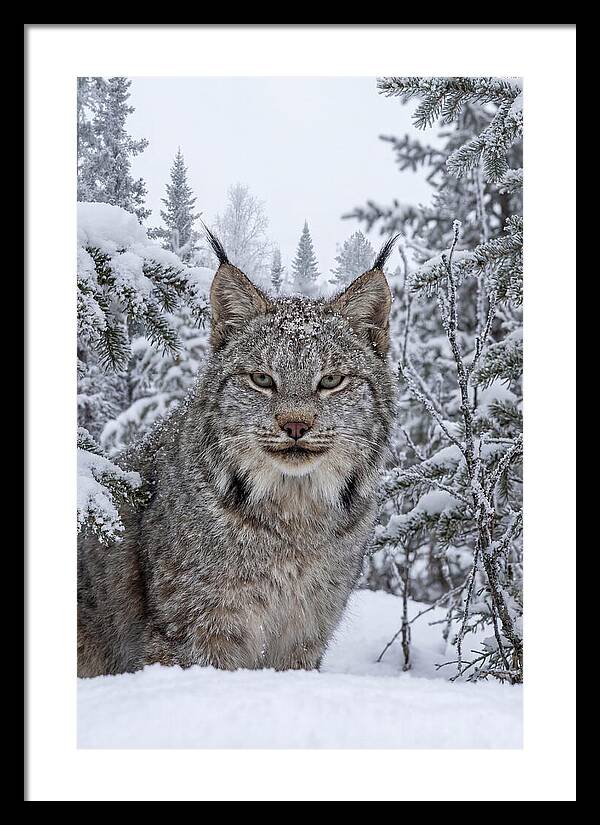 Canada Lynx In The Snow