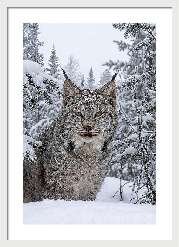 Canada Lynx In The Snow